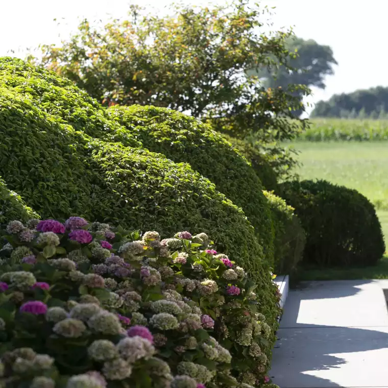 Landelijk gelegen tuin met elegante haagmassieven (2) - 