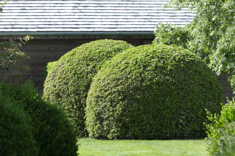 Landelijk gelegen tuin met elegante haagmassieven (31) - 